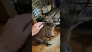 珍しく大人しい😶 #animal #animals #pet #wallaby #カンガルー #ペット #ペット動画 #動物 #パルマワラビー