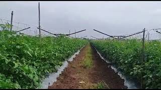 Nashik Tomato 🍅 farming