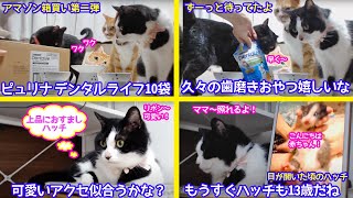 ＜保護猫通信/2021ｰ06-25＞「ほっこり猫ライブ」アマゾン箱買い第二弾！久々の歯磨きおやつデンタルライフを食べよう！可愛いアクセを付けたハッチ…子猫の頃の写真に照れる！-Cat Life TV