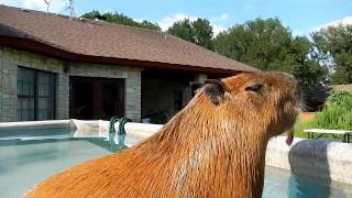 Capybara Training Session I