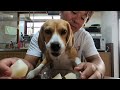 大好きな梨を食べるビーグル犬　beagle dog eating her favorite pear