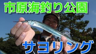 千葉県サヨリ釣り　市原市海釣り公園で新釣法サヨリング