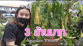 Mom's Dream | Ep.4 คนรักไม้ด่าง ... ห้ามพลาด !!