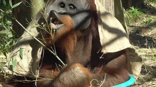 オランウータン♂のウータンくんザルの中で笹を食す　【のんほいパーク】