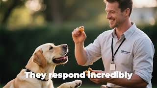 Labrador Retriever Personality and Behavior