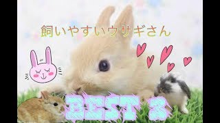 飼いやすいウサギさんBEST3