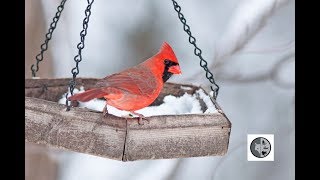 Identifier les oiseaux aux mangeoires