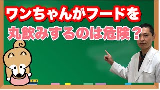 愛犬がフードを丸飲みして食べるのは危険！？