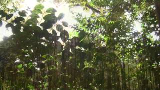 若山神社太閤道～小鳥の合唱団