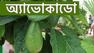 বিদেশি ও উচ্চমূল্যের ফলের সফল চাষ (অ্যাভোকাডো) #Avocado