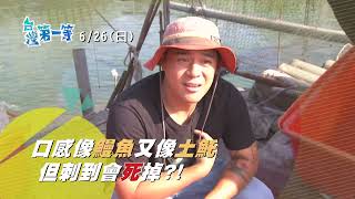 【全台第一『海釣長堤』超狂釣魚\