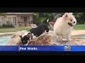 Paw Works Gives Abandoned Pets A Second Chance