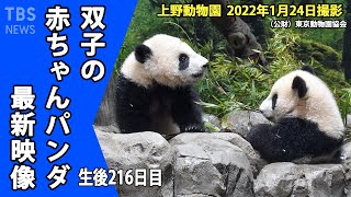 【最新映像】双子のパンダ 食べ物への興味も？竹をカミカミ（１月２４日撮影）