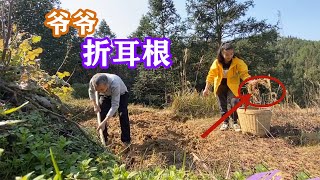 十三妹家乡漫山遍野的折耳根，一般人吃不习惯，用来凉拌看着就直流口水【湘西十三妹】