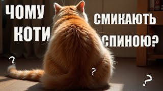 Чому КОТИ СМИКАЮТЬ СПИНОЮ від дотику? Таємниця розкрита!