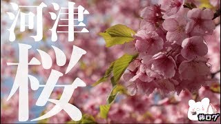 [Too beautiful Kawazu cherry blossoms] Izu  Kawazu cherry blossom festival [Atagawa Yamatokan]