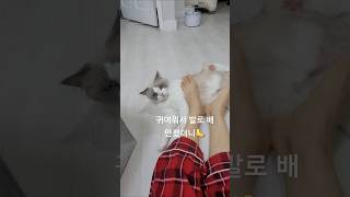 심기불편한 고양이의 한방 #고양이 #랙돌 #고양이일상