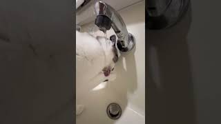 水道水が好きすぎて手がびしょびしょになりながら飲む愛猫…(*ΦωΦ)