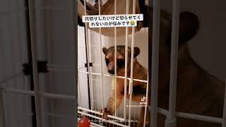 キンカジュー君にブドウ手渡ししたいけど爪が怖い #kinkajou #animal #エキゾチックアニマル #キンカジュー #pet #爪切り #ペットのいる暮らし #shorts