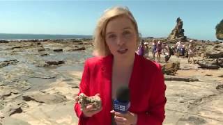 INVERLOCH FOSSILS