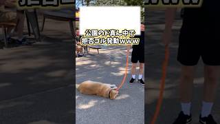 犬の動画見てニヤけたら負けwww #柴犬 #犬 #犬のいる暮らし #いぬ #可愛い #癒し #かわいい