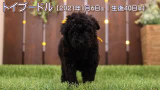 滋賀県｜トイプードル子犬｜2021.1.6生（生後40日目）④｜ブラック｜女の子｜ペットショップHUG