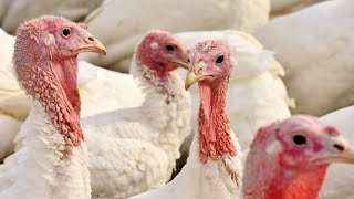 Modern Turkey Meat Processing Factory | Incredible Turkey Poultry Farm Technology