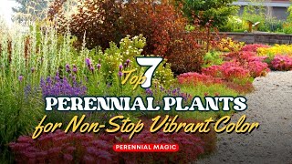 Perennial Magic: Top 7 Perennials for Non Stop Vibrant Color! 🌻☀️🌷 // Gardening Ideas