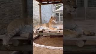 tigon the crossbreed of tiger and lioness