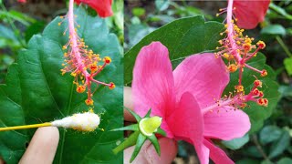 How to do hand pollination on hibiscus to make hybrid hibiscus| to make hibiscus seeds at home