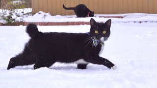 生まれて初めて子猫に大雪を体験させてみたらこうなる。。