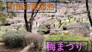 町田市 薬師池 梅まつり