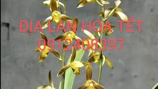 ĐỊA LAN RỪNG VIỆT GIÁ RẺ , ĐẠI THANH HÀ NỘI, HOÀNG VŨ, ĐỎ THỦY TIÊN - LAN RỪNG LÂM ĐỒNG