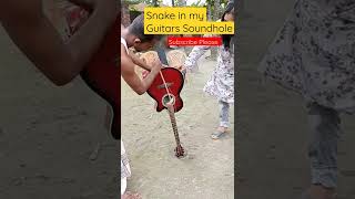 Snake in my Guitars Soundhole #short #shorts #shortvideo