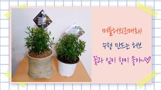 머틀허브(은매화) 수형을 만들 수 있는 허브 분갈이, 향이 좋은 잎과 꽃 /Murtle Hub ,  has a good fragrance, making waterforms