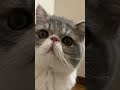 階段から降りるのが怖い猫 エキゾチックショートヘア エキゾ 猫 猫のいる暮らし 猫のいる生活 ペルシャ猫 マンチカン ぶさわかわ ぶちゃかわ 냥스타그램 고양이 데일리 좋아요반사