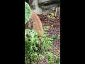 spotted hyenas 斑點鬣狗吃樹葉 把樹枝拉下來慢慢吃 taipei zoo