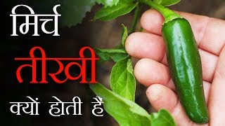 मिर्च तीखी क्यों होती हैं ? why chilli is hot