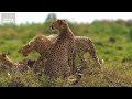 lions kings of the savannah roar of the wild ep. 2 animal documentary