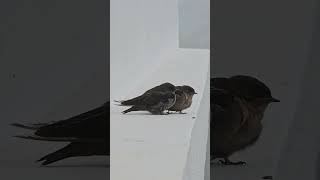 എടി പെണ്ണേ ഒരു ഉമ്മ തന്നേടി... #shortvideo #birds #viral