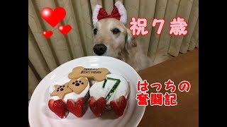 お誕生日おめでとう、７歳になったゴールデンレトリバーのはっち