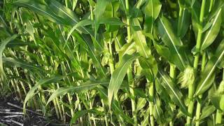 Resistant weeds in the beans