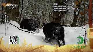 《秘境之眼》 梅花鹿/虎/黑熊/豹/黄喉貂/马鹿/赤狐 20200116| CCTV