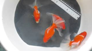 20160328 混血小金魚5