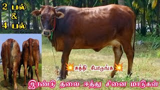 இரண்டு ரத்த செவலை தலை ஈத்து கிடாரிகள் விற்பனை