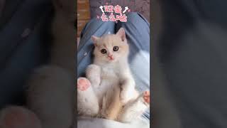 宝贝可爱的猫喵视频tiktok #shorts #14257 #shorts