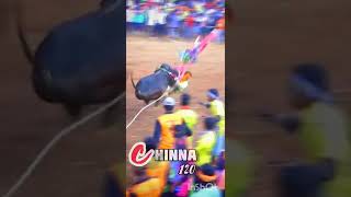 chinna 120 bull💥💣 mass running in punnagaram hosur Jallikattu