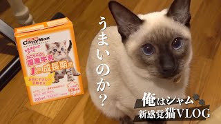 子猫に初めてのミルク｜ペロペロが止まらない猫