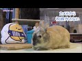 【動物ファミリーの家】rabbit multi　うさぎのマルチ