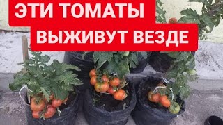 ЛУЧШИЕ Низкорослые ТОМАТЫ. Растут в любых УСЛОВИЯХ